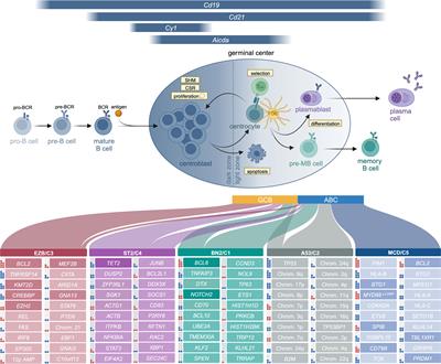 Mouse models of diffuse large B cell lymphoma